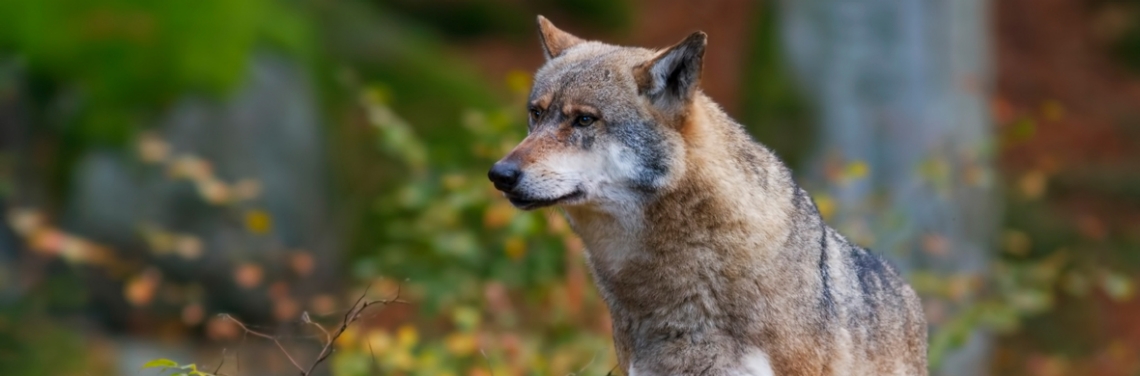 ein Wolf im Wald
